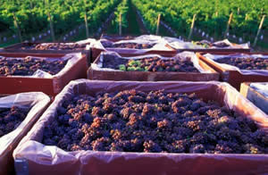 Merlot Wine Grapes being Harvested in Walla Walla Washington
